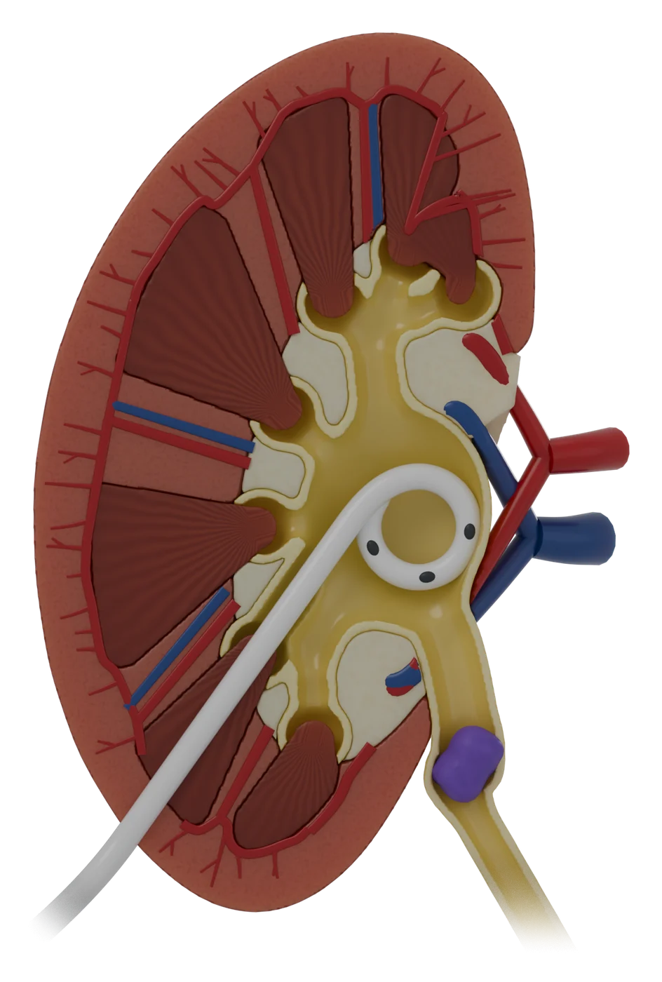 Nephrostomy tube model, detail view.